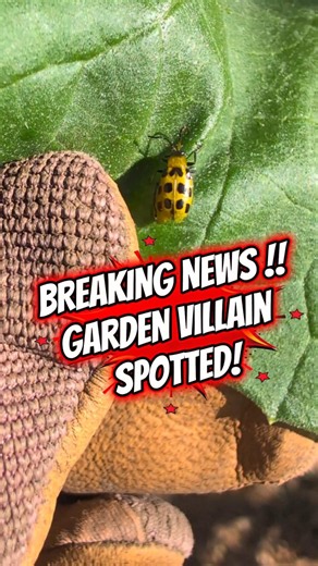 Spotted Cucumber Beetles Are Back! Here's What to Watch For (read the description) 🐞🥒