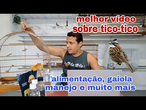 Best video about tico-tico birds. How to raise tico-tico birds from scratch.