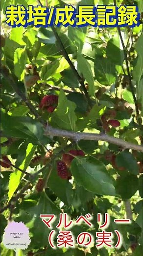 【 栽培/成長記録 】マルベリー（ 桑の実 ） #whynotfarm #whynot #subscribe #farming #gardening #nature #outdoors #diy