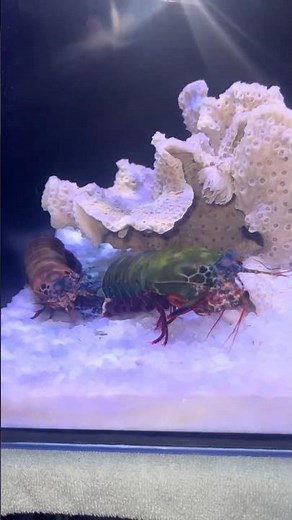 Watch Two Mantis Shrimps Live in a Tank Together U#mantisshrimp #aquarium