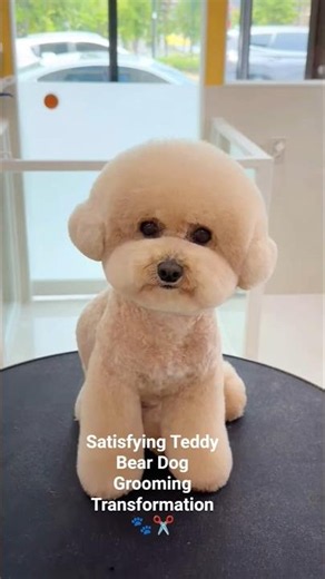 Satisfying Teddy Bear Dog Grooming Transformation 🐾✂️ #puppy