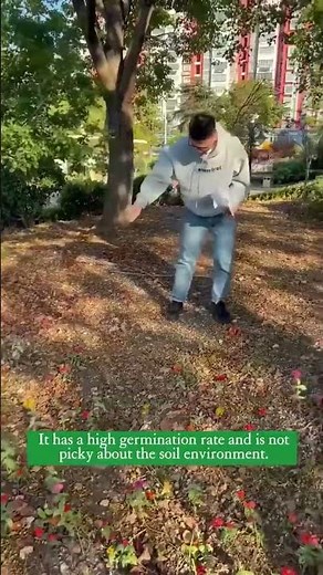 Keep your lawn lush and green all year with four seasons evergreen dwarf grass seed! Easy to grow