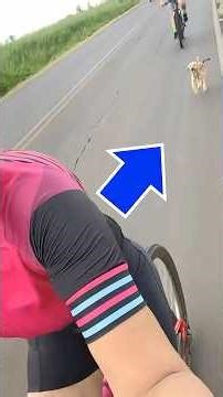 A Starving Dog Ran Behind a Bicycle Hoping Someone Would Finally Save Her