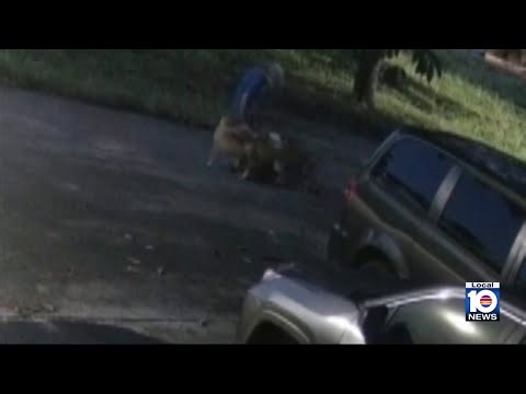 Surveillance video shows deadly dog attack in Fort Lauderdale
