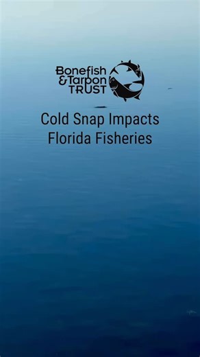 The recent cold front affected South Florida’s fisheries, but luckily, it was not as severe as the 2010 freeze. Keys guide Capt. Greg Dini shares what he’s been seeing on the water, and BTT’s Dr. Ross Boucek updates us on what researchers have found. Read the full report here: https://www.bonefishtarpontrust.org/blog/2026-02-06-cold-snap-impacts-south-floridas-fisheries/. Thanks to these scientists and guides for their assistance! Scientists: FIU Santos Seascape Ecology Lab, FIU Fisheries Lab, F