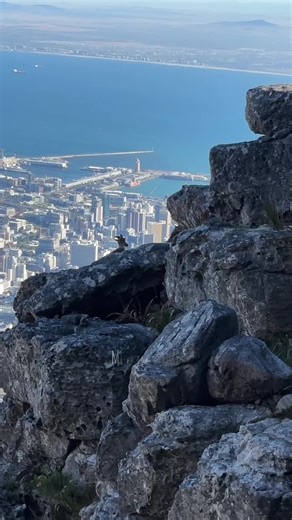 Exploring the Beautiful Himalayan Tahr of Table Mountain