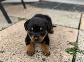 Adorable Rottweiler Puppy for Sale - Ready for a Loving Home! - £1,000