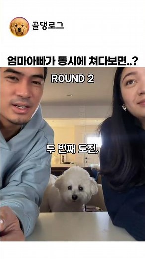 엄마랑 아빠가 동시에 쳐다보면..? #강아지 #동물