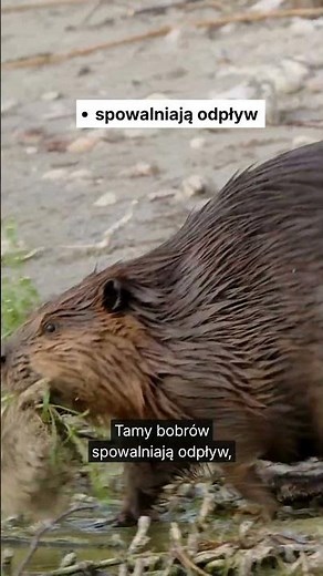 Why should you like beavers? 🦫 #beavers #biodiversity #water