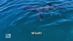 A group aboard a small boat off Sellicks Beach has had a frightening encounter with a Great White Shark this afternoon. It's among the latest sightings near our extremely busy suburban beaches and follows seven sightings yesterday alone. #9News | WATCH LIVE 6pm | 9 News Adelaide