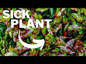 Plant problem solver. What is a Plant Pathologist?