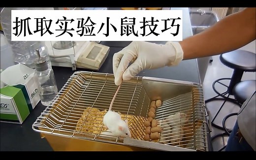 怎么抓取实验小鼠？