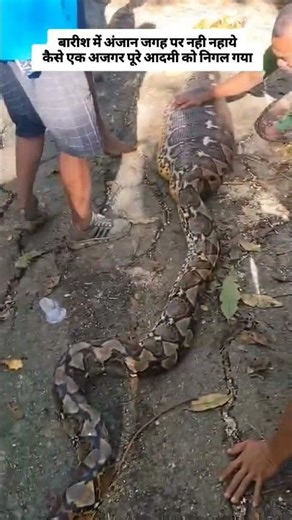 The snake eats 3years old child🪱