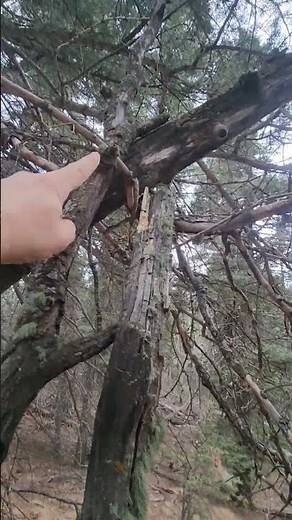 Bizarre Bigfoot Tree Manipulation in Colorado – Florence Mountain Park #sasquatch #Bigfoot