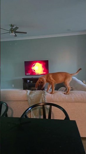 Bloodhound training 101 With Ruby