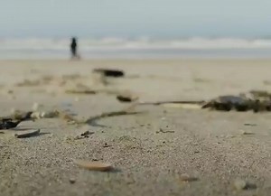 CG Pilot on Instagram: "By @rikschutter . . . . . . Click link in bio to download your free CGI Assets or visit www.cgpilot.net . . . Curated by @myfxmedia . . . . #3d #3dart #art #artwork #blender3d #artistsoninstagram #crab #animation #3danimation #beach #shore #cute #animals #blendercommunity #eevee"