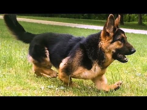 Dwarf Dog MikeyGus Will Melt Your Heart