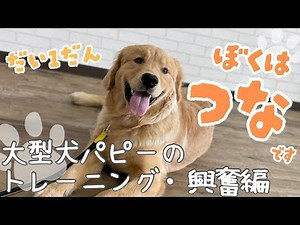 [Tsuna-chan] Large Dog Puppy Training ~Excitement Edition~