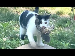 Kittens Become Full Time Barn Cats at the Farm