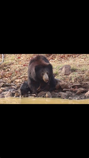 Sloth Bear Cubs on Mother’s Back | A Tender Wildlife Scene from Tadoba