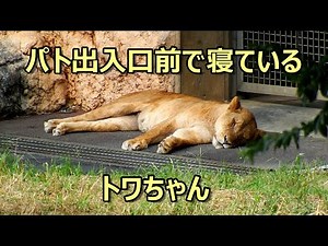 パトロールカー出入口前のトワちゃん 〜 Lion (ライオン)〜 多摩動物公園