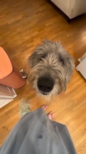 That’s a wolfhound for you… | Irish Wolfhound Lovers