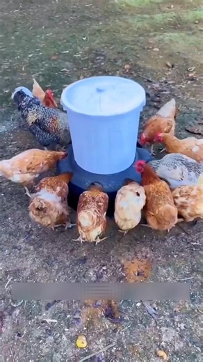 Old Tire Turned Into an Automatic Chicken Feeder! 😳🐔
