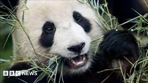 Edinburgh Zoo pandas to arrive from China on Sunday