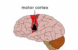 Muscle memory and sleep - how to improve your guitar practice? - guitarstrength