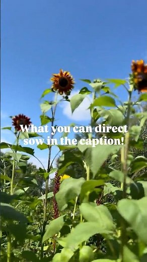 Direct Sowing