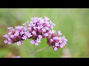 三尺バーベナの育て方