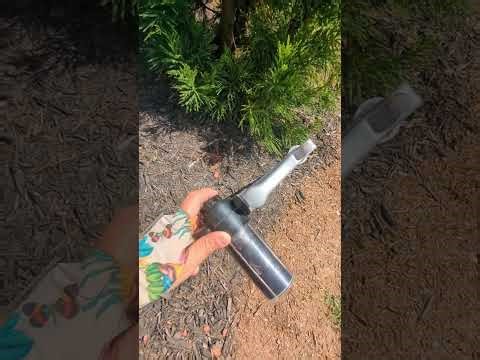 Helping a Cryptomeria Recover from Irrigation Damage with Root Genie