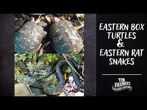 Eastern Box Turtles and Eastern Rat Snakes