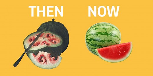 Here's what fruits and vegetables looked like before we domesticated them