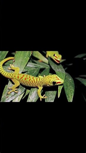 Top 10 Animals with Secret Superpowers Caught on Camera 😱