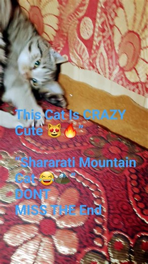You’ve NEVER Seen a Mountain Cat Play Like This 😻🏔️ | Shararati Cutie in My Room!#shorts