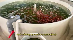 Wholesale Complete Indoor Ras Fish Farming Recirculating Aquaculture System Design Equipment Set for Fresh