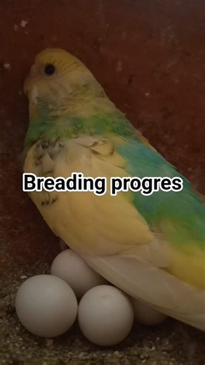 buggies bird breding progres