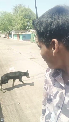 Funny Dog Reactions to Pranks 🦴