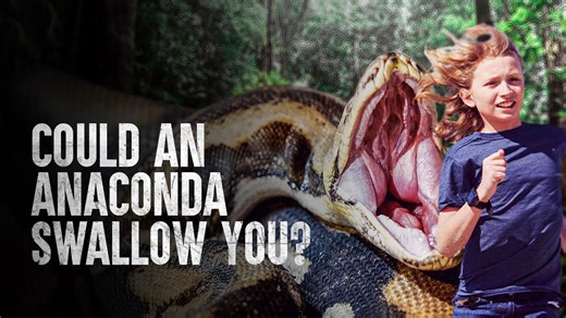 How people survive being swallowed by an anaconda