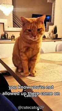 talking cats episode 1 #cat #cutecates #funny #funnycats #pets