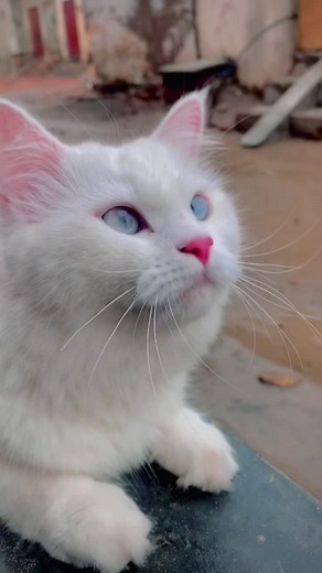 Mano Cat Video Compilation: Hilarious Moments of Mano the Cat