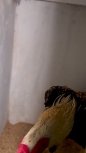 Exotic Birds adquirimos nuevos ejemplares de Altísima Genética en Gallera Los Cusis Santa Cruz agradecer a nuestro Gran Maestro Don Chichi Suárez saludos y bendiciones.! | Santiago Montero