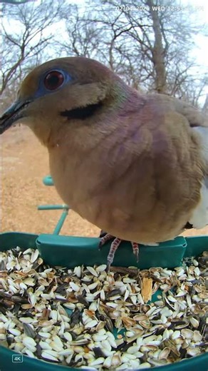 Lavender Eyes: Up Close with a Mourning Dove