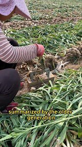 7.1K views · 128 reactions | Tips for growing garlic #garden #gardening #gardeningtips #farming #planting #garlic | Sam Green | Facebook