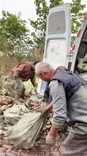 Farmers load a van full of lotus root bags!