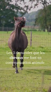 Les 3 demandes que les chevaux me font le plus souvent en communication animale Quand je me connecte à un cheval, ce qu’il partage va bien au-delà du travail, des soins ou de la performance. Très souvent, leurs messages se ressemblent… et parlent surtout de relation. 🐴 1. « Écoute-moi vraiment »: il demande qu'on soit présent. Pas seulement avec les mains ou les aides. Mais avec le cœur, la présence, l’attention à ce que je ressens. Le cheval ne demande pas la perfection, il demande d’être ente