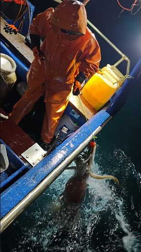 Masked fisherman brings his Giant Squid (Jumbo Squid) #fishing #pesca #squidfishing