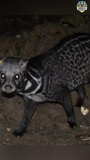 जब जंगल सोता है ये जागता है! 😳 | Malayan Civet Night Hunter | Animal Facts Hindi