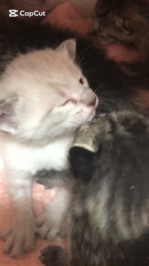 A bundle of cuteness !!!